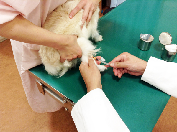 フィラリアの採血