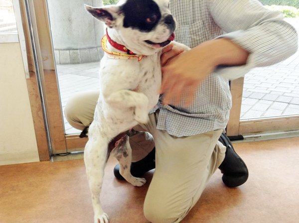 動物看護師 辞めたい 転職