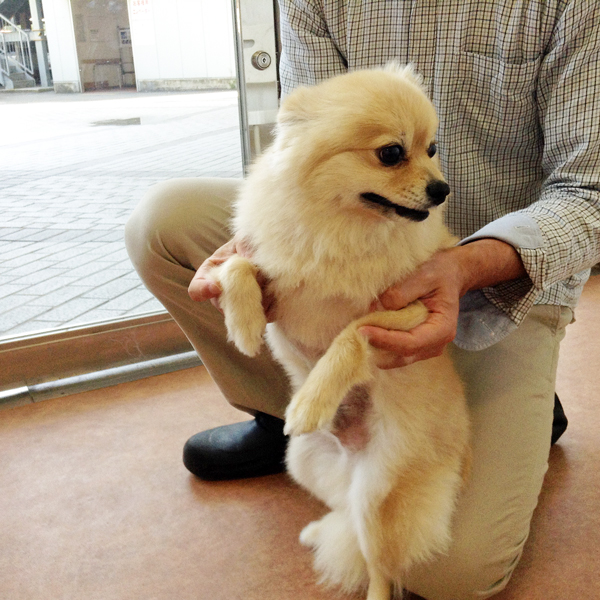 動物看護師の業務