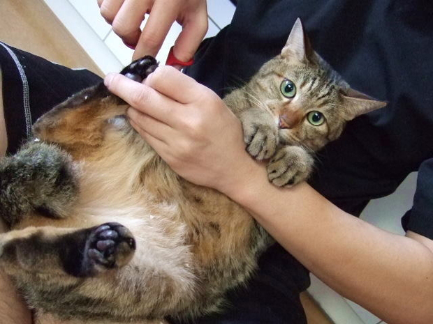 動物アレルギー発覚