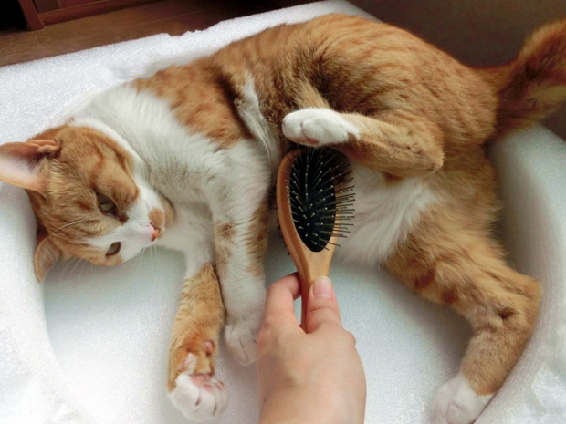 キャットシッター資格