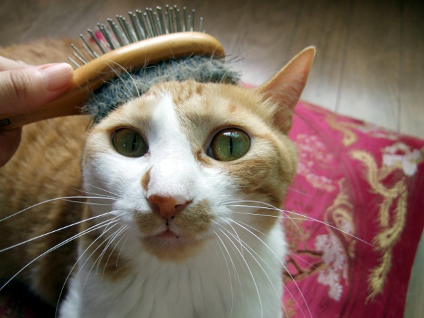 キャットシッターとは