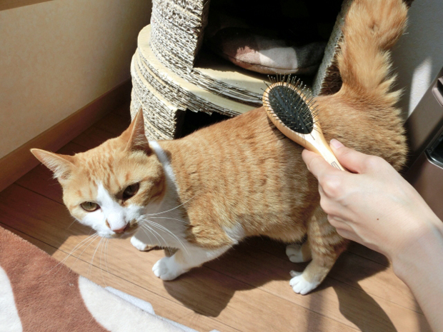 キャットシッターの給料