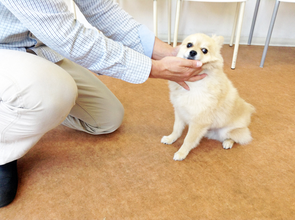 動物看護師のやりがい