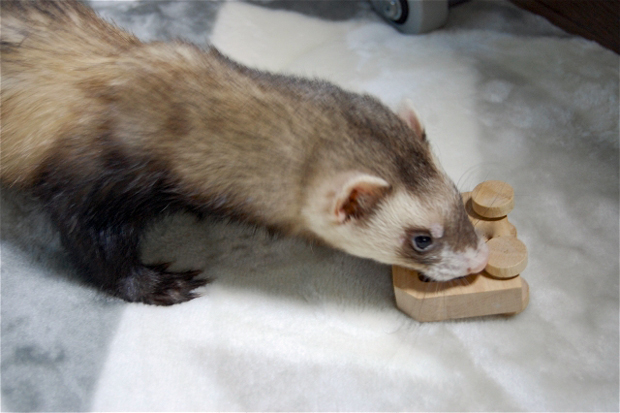 フェレットの食事