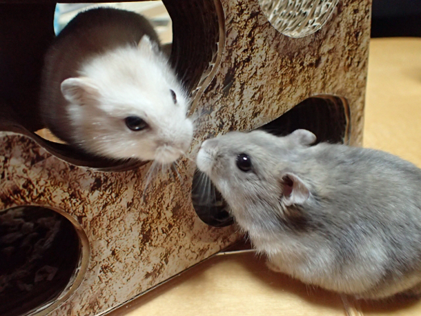 腎症候性出血熱