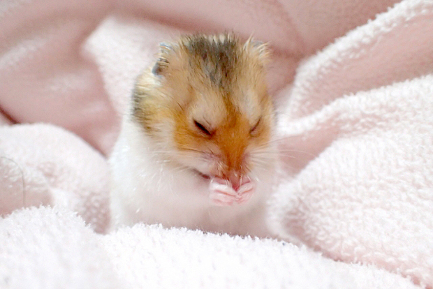 動かないハムスター