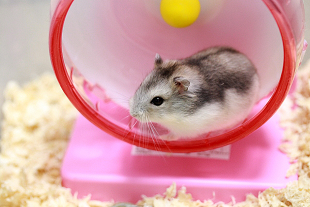 ハムスター 病気 動かない