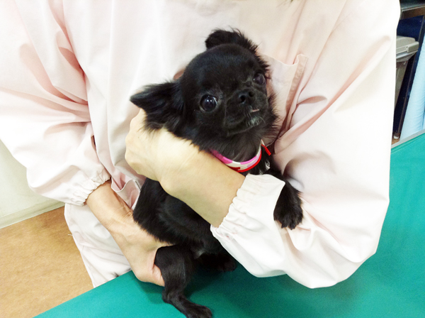 ペットと触れ合える