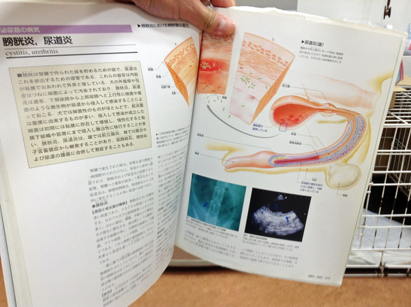 イラストでみる犬の病気