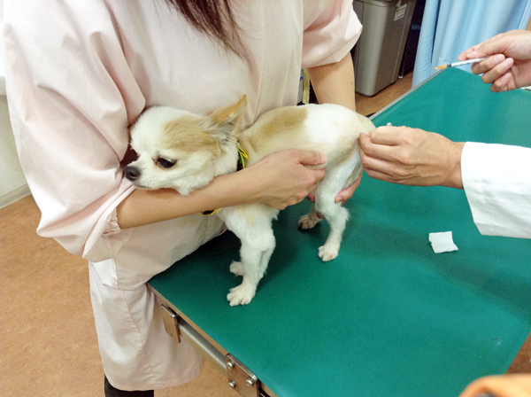 フィラリア予防