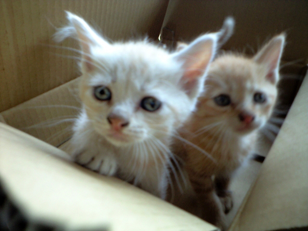 苦痛を感じる猫