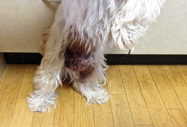 犬の腹部が黒い