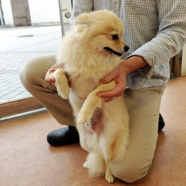 ペットと触れ合う