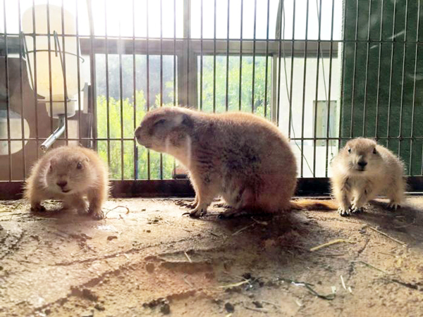 プレーリードッグ