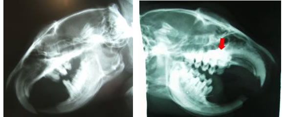 プレーリードッグの歯牙種