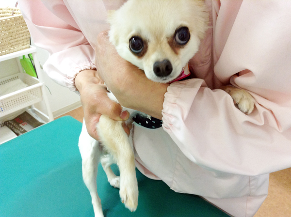 30代動物看護師