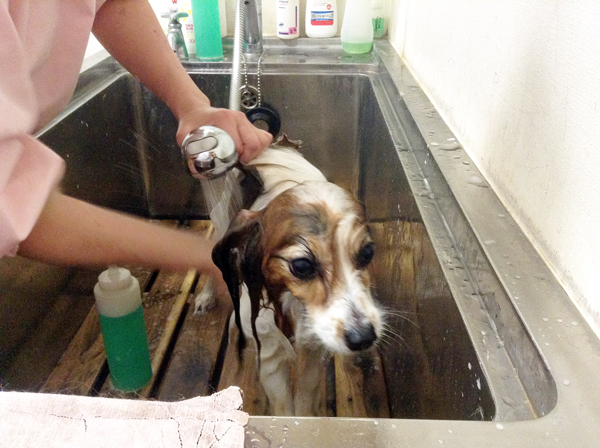 トリミングサロン