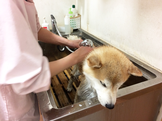 犬のシャンプー